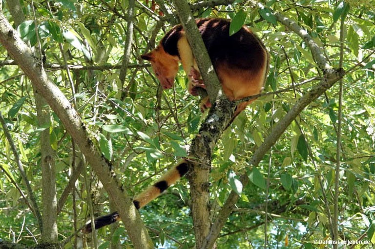 Dendrolagus goodfellowi buergersi