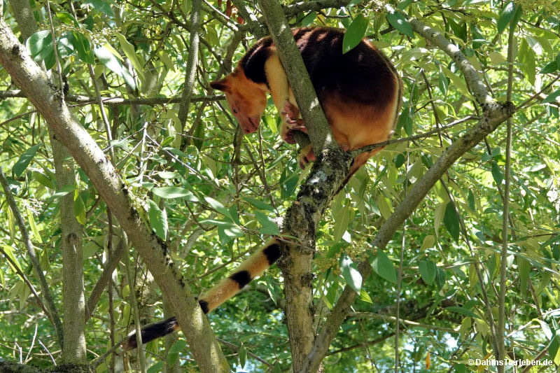 Timboyok-Baumkänguru Dendrolagus goodfellowi buergersi-1