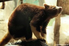 Matschie-Baumkänguru (Dendrolagus matschiei) im Kölner Zoo