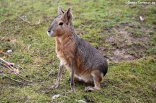 Großer Pampashase oder Mara (Dolichotis patagonum) im Kölner Zoo