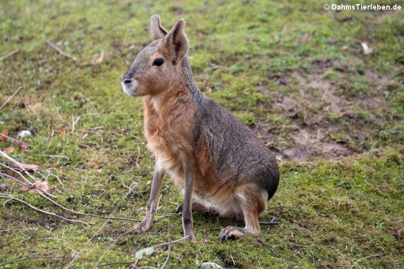 Großer Pampashase oder Großes Mara (Dolichotis patagonum)