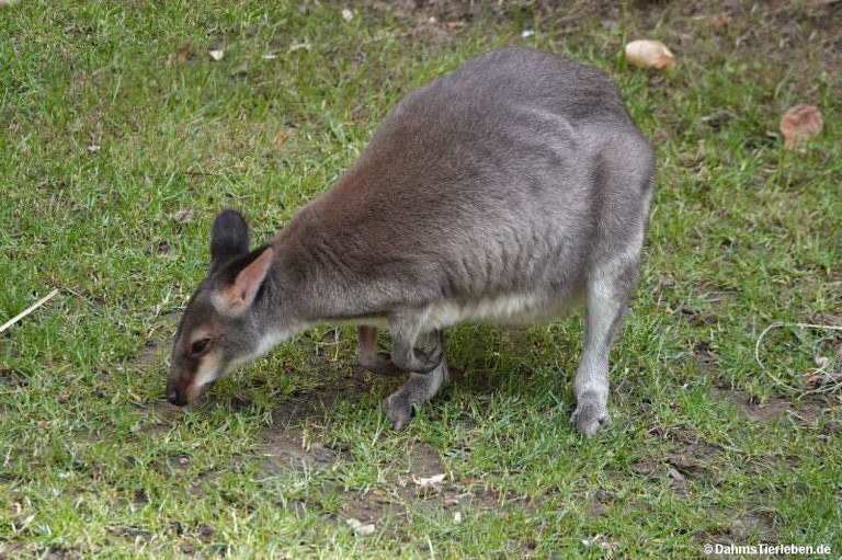 Dorcopsis muelleri