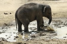 Asiatische Elefanten im Kölner Zoo