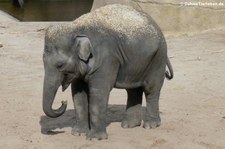 Asiatischer Elefant im Kölner Zoo