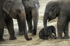 Asiatische Elefanten im Kölner Zoo