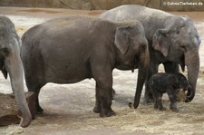 Asiatische Elefanten im Kölner Zoo