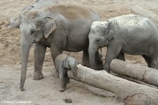 Asiatische Elefanten im Kölner Zoo