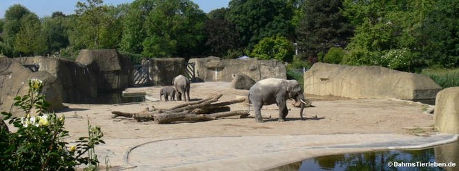 Außenanlage für für Asiatische Elefanten
