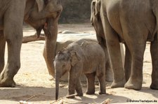 Asiatische Elefanten im Kölner Zoo