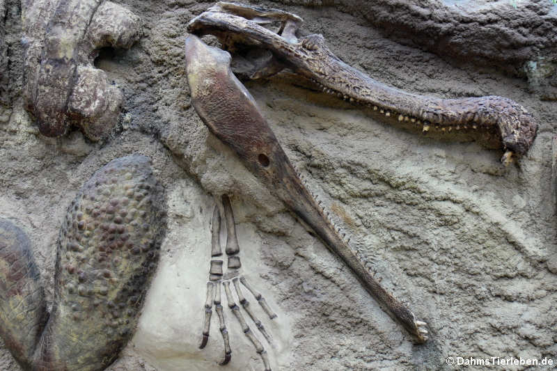 Sarcosuchus imperator