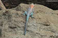 Blaue Siedleragame (Agama lionotus) im Kölner Zoo