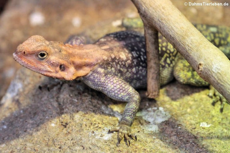 Agama lionotus