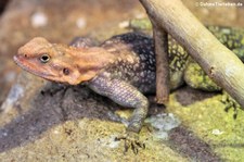 Blaue Siedleragame (Agama lionotus) im Kölner Zoo