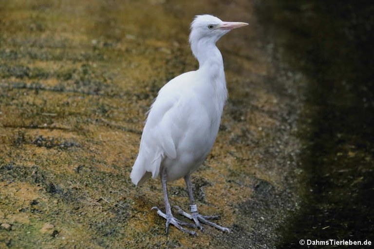 Bubulcus ibis