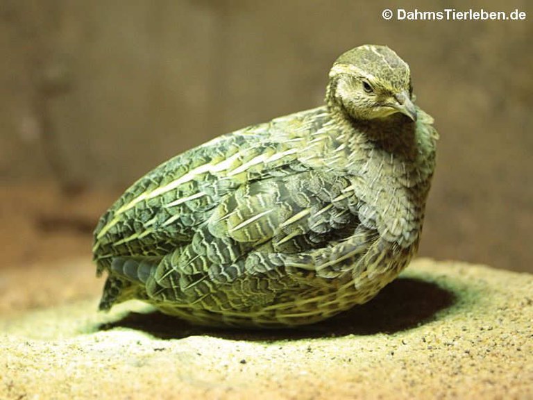 Coturnix delegorguei