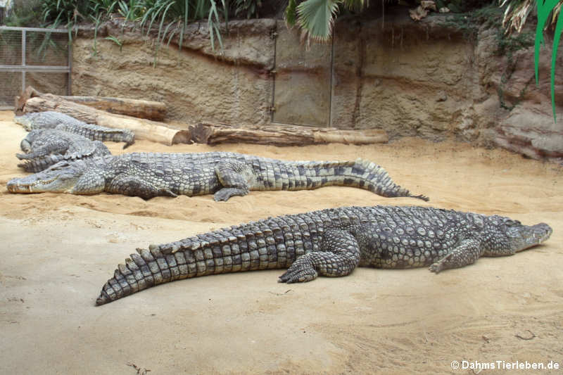 Nilkrokodil (Crocodylus niloticus)