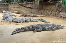 Nilkrokodil (Crocodylus niloticus) im Kölner Zoo