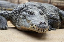 Nilkrokodil (Crocodylus niloticus) im Kölner Zoo