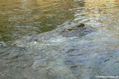 Nilkrokodil (Crocodylus niloticus)