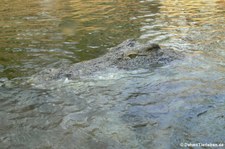 Nilkrokodil (Crocodylus niloticus) im Kölner Zoo