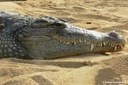 Crocodylus niloticus