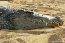 Nilkrokodil (Crocodylus niloticus) im Kölner Zoo