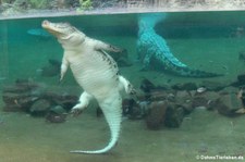 Nilkrokodil (Crocodylus niloticus) im Kölner Zoo
