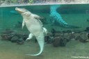 Crocodylus niloticus