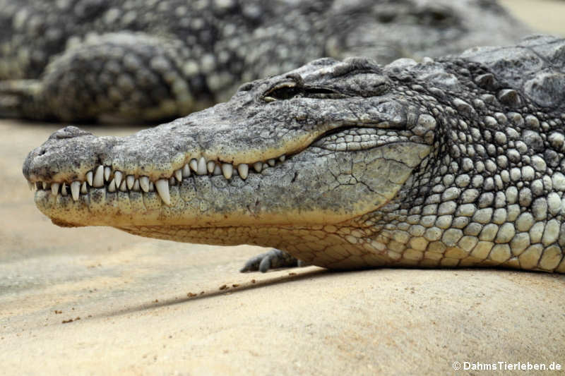 Nilkrokodil (Crocodylus niloticus)