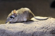 Rote Elefantenspitzmaus (Elephantulus rufescens) im Kölner Zoo