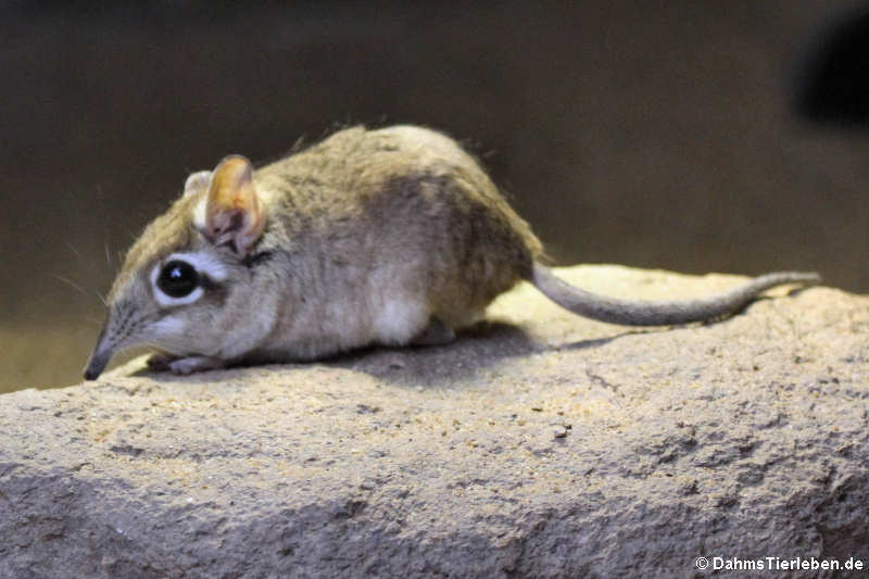 Rote Elefantenspitzmaus (Elephantulus rufescens)