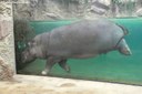 Hippopotamus amphibius