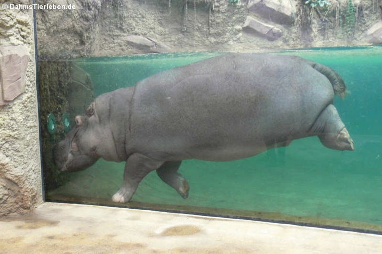 Hippopotamus amphibius