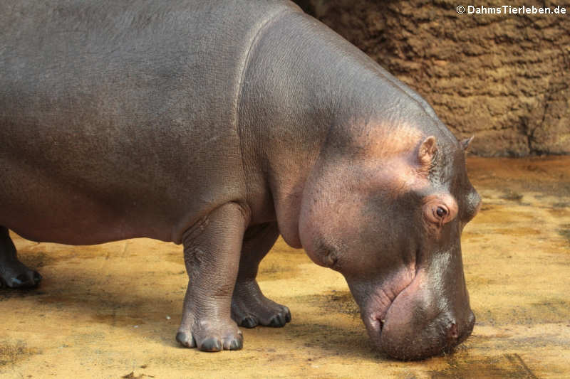 Hippopotamus amphibius