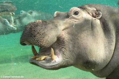 Hippopotamus amphibius (Flusspferd) im Portrait