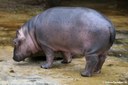 Hippopotamus amphibius