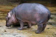 Flusspferd (Hippopotamus amphibius) im Zoo Köln