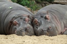 Flusspferd (Hippopotamus amphibius) im Zoo Köln