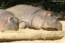 Flusspferd (Hippopotamus amphibius) im Zoo Köln