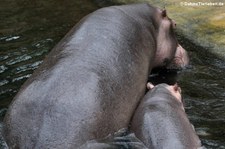 Flusspferd (Hippopotamus amphibius) im Zoo Köln