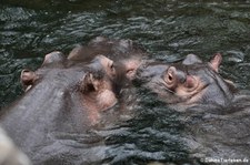 Flusspferd (Hippopotamus amphibius) im Zoo Köln