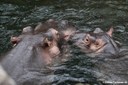 Hippopotamus amphibius