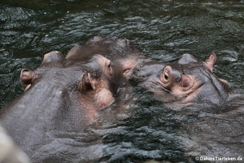 Hippopotamus amphibius