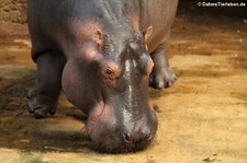 Flusspferd (Hippopotamus amphibius) im Zoo Köln