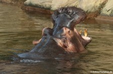 Flusspferd (Hippopotamus amphibius) im Zoo Köln