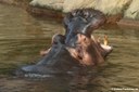 Hippopotamus amphibius