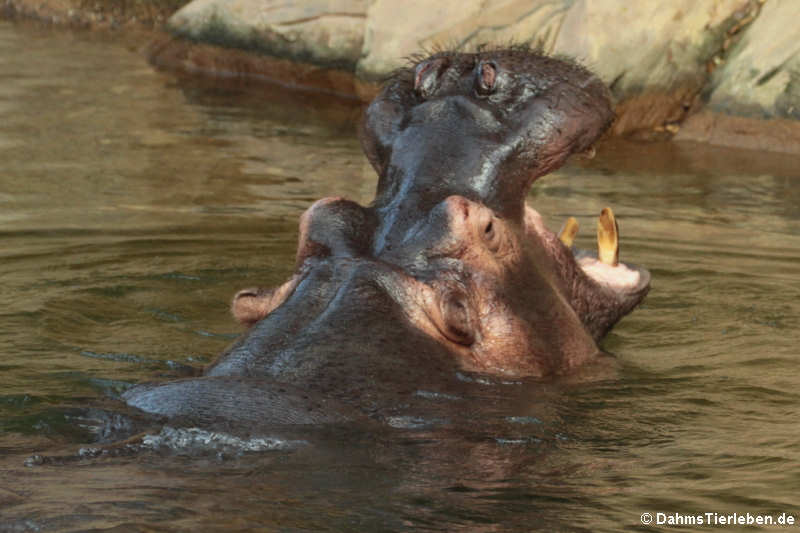 Hippopotamus amphibius