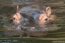 Flusspferd (Hippopotamus amphibius) im Zoo Köln