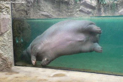 Die Unterwasserrolle 2