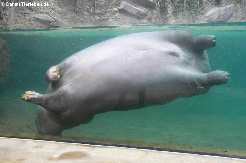 Hippopotamus amphibius